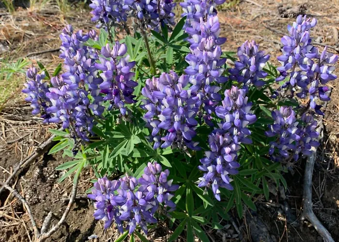 Whitehorse Cabin Rentals